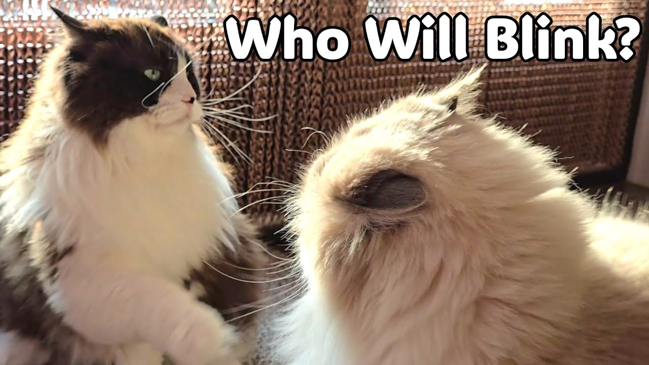 Toby & Mika: The Hilarious Cat Standoff 😹Who Will Blink First?