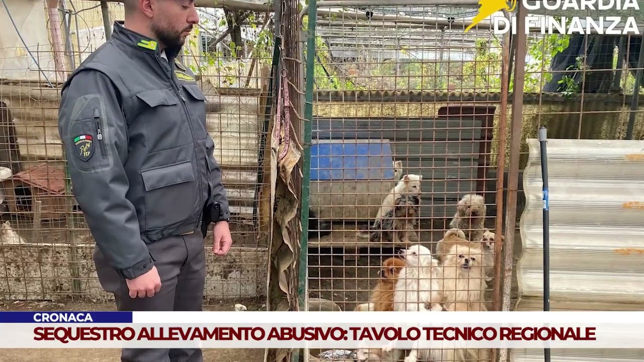 CRONACA. SEQUESTRO ALLEVAMENTO ABUSIVO: TAVOLO TECNICO REGIONALE