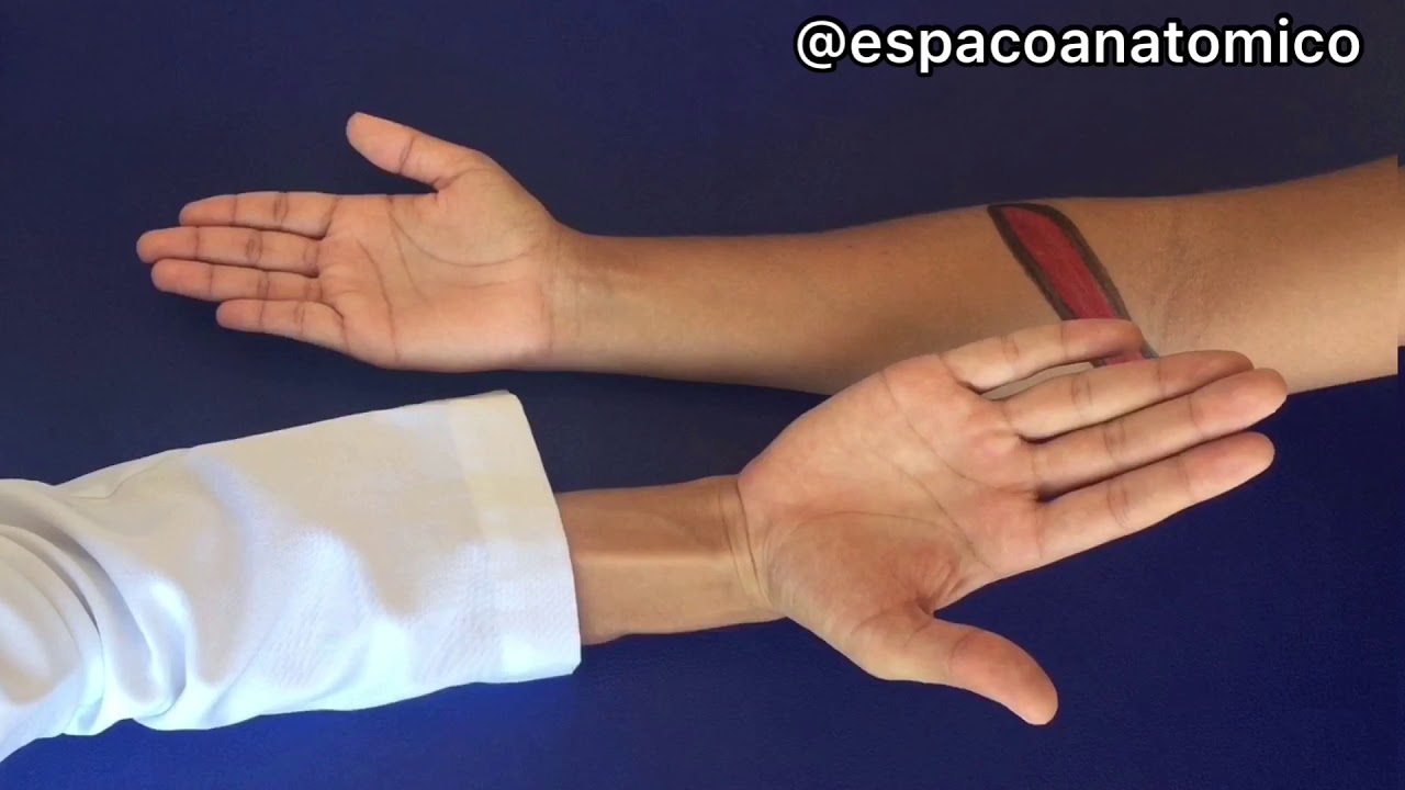 PALPAÇÃO DO FLEXOR ULNAR DO CARPO