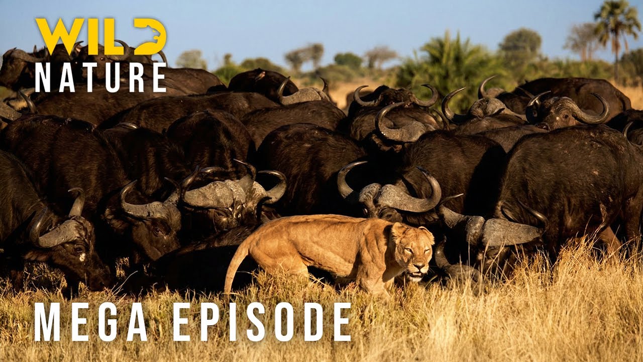 🔴 SAVANNAH TITANS – The Great Challenge for Dominance (Mega Episode) I Nature Animal Documentary