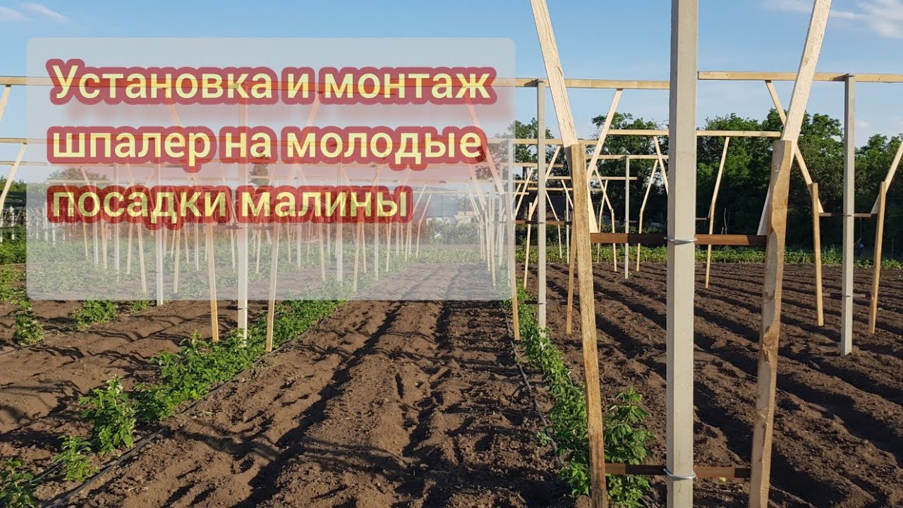 Установка шпалеры на молодые ряды малины