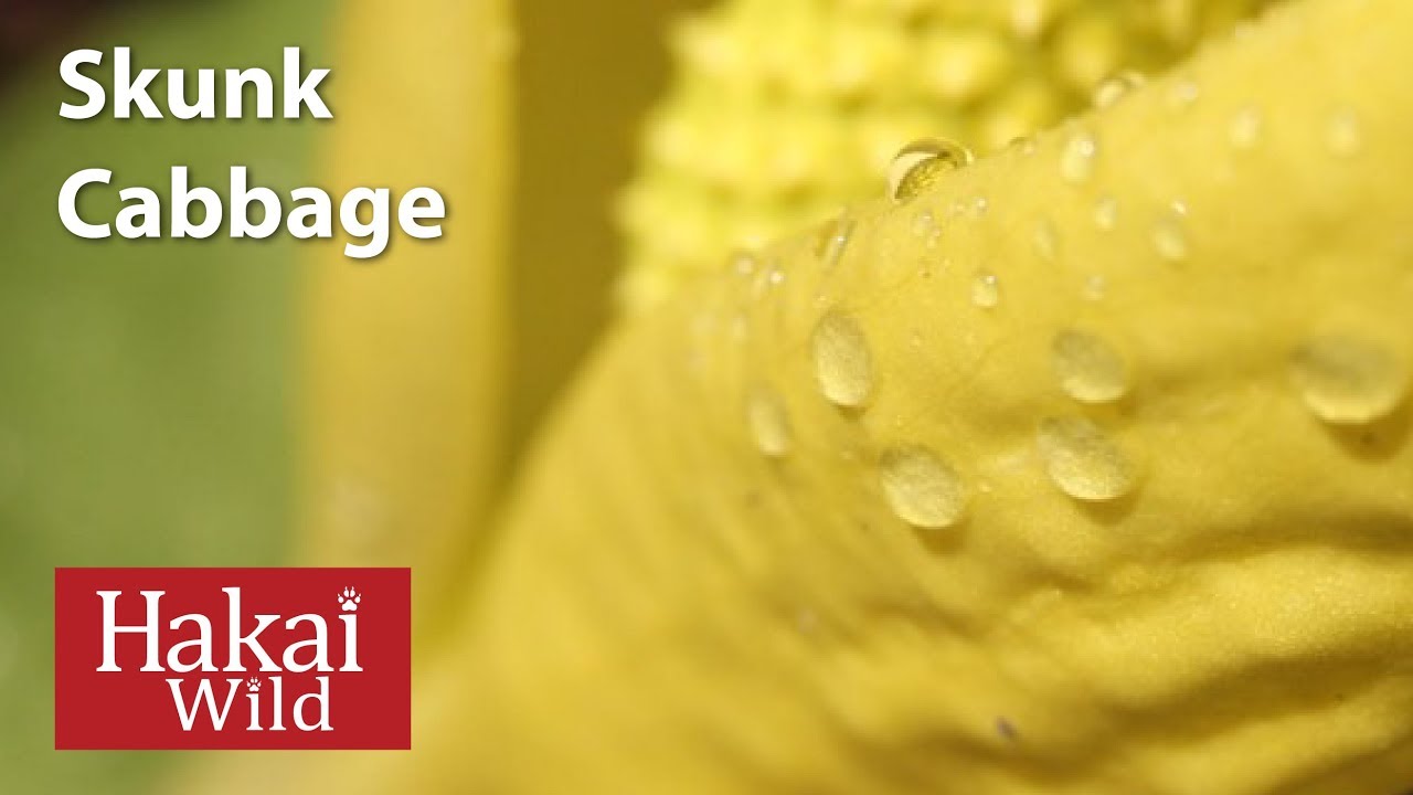 Skunk Cabbage | Hakai Wild