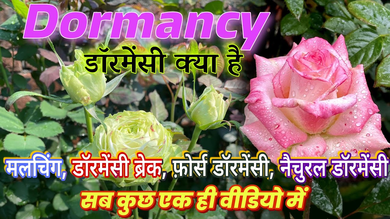 गुलाब में डॉरमेंसी क्या है? what is Rose Dormancy/ प्रुनिंग,फ़ोर्स एवं नैचुरल डॉरमेंसी क्या है ?