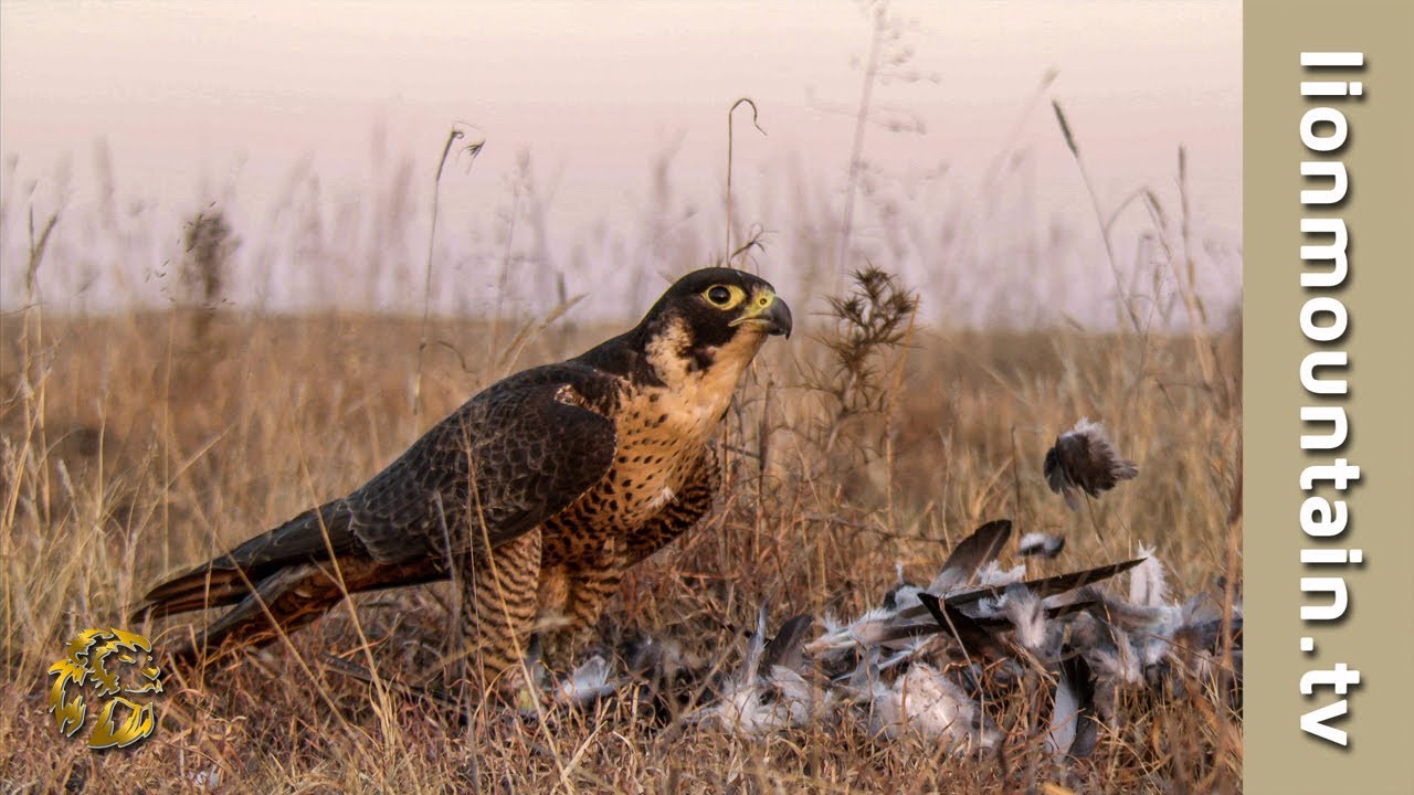 Falconeering