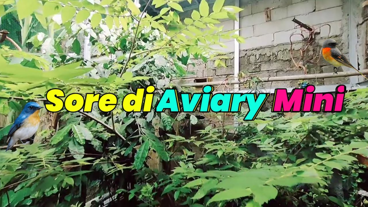 Aviary mini di sore hari kandang burung semi alam