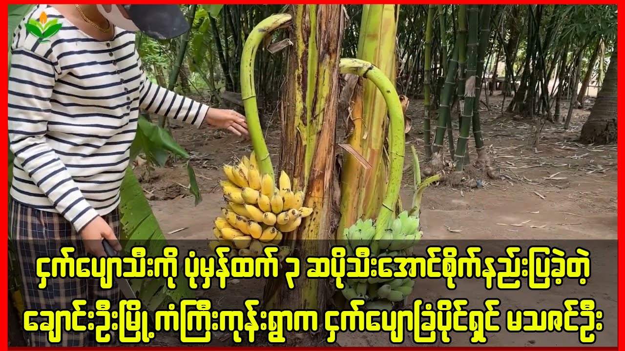 ငှက်ပျော်သီးကို ပုံမှန်ထက်၃ဆပိုသီးအောင်စိုက်နည်းပြခဲ့တဲ့ ကံကြီးကုန်းရွာက မသဇင်ဦး