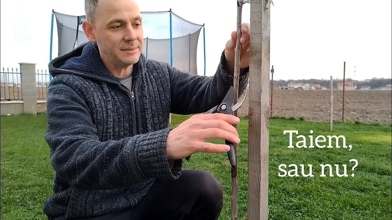 Taierea Pomilor fructiferi dupa plantare!