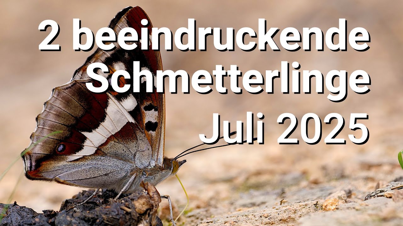 Meine 2 beeindruckendsten Schmetterlingsfunde im Juli 2025 - Großer Schillerfalter und Schönbär!!