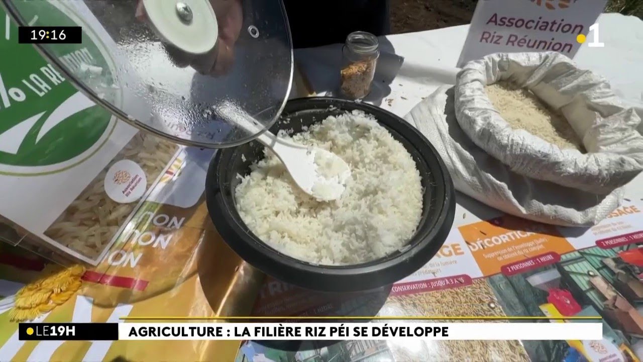 La culture du riz fait son chemin à La Réunion. Reportage lors d'une récolte aux Avirons.