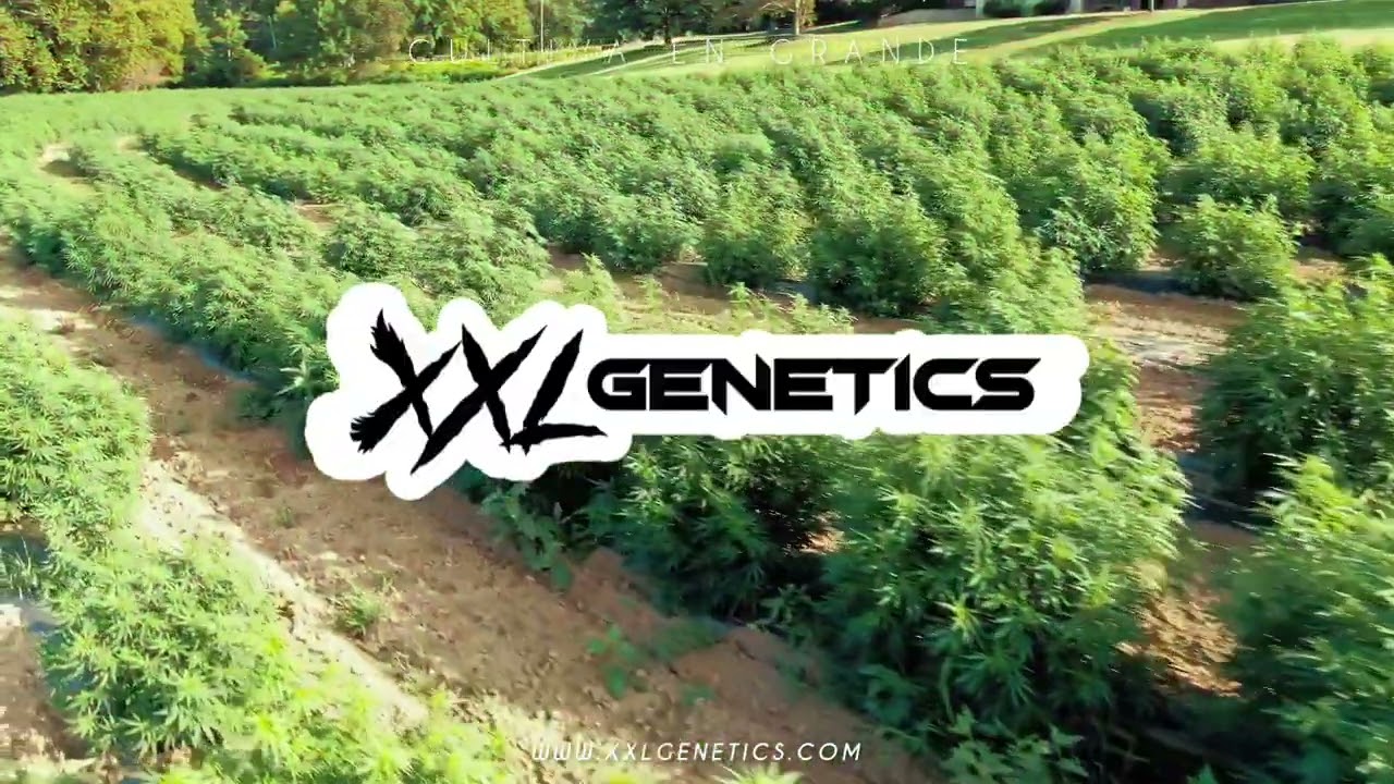 Moby Dick XXL Fast Version XXL Genetics