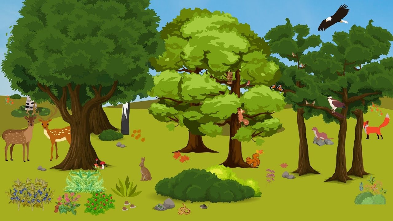 L'ecosistema del bosco. Viaggio virtuale nel bosco. Video lezione per la scuola primaria
