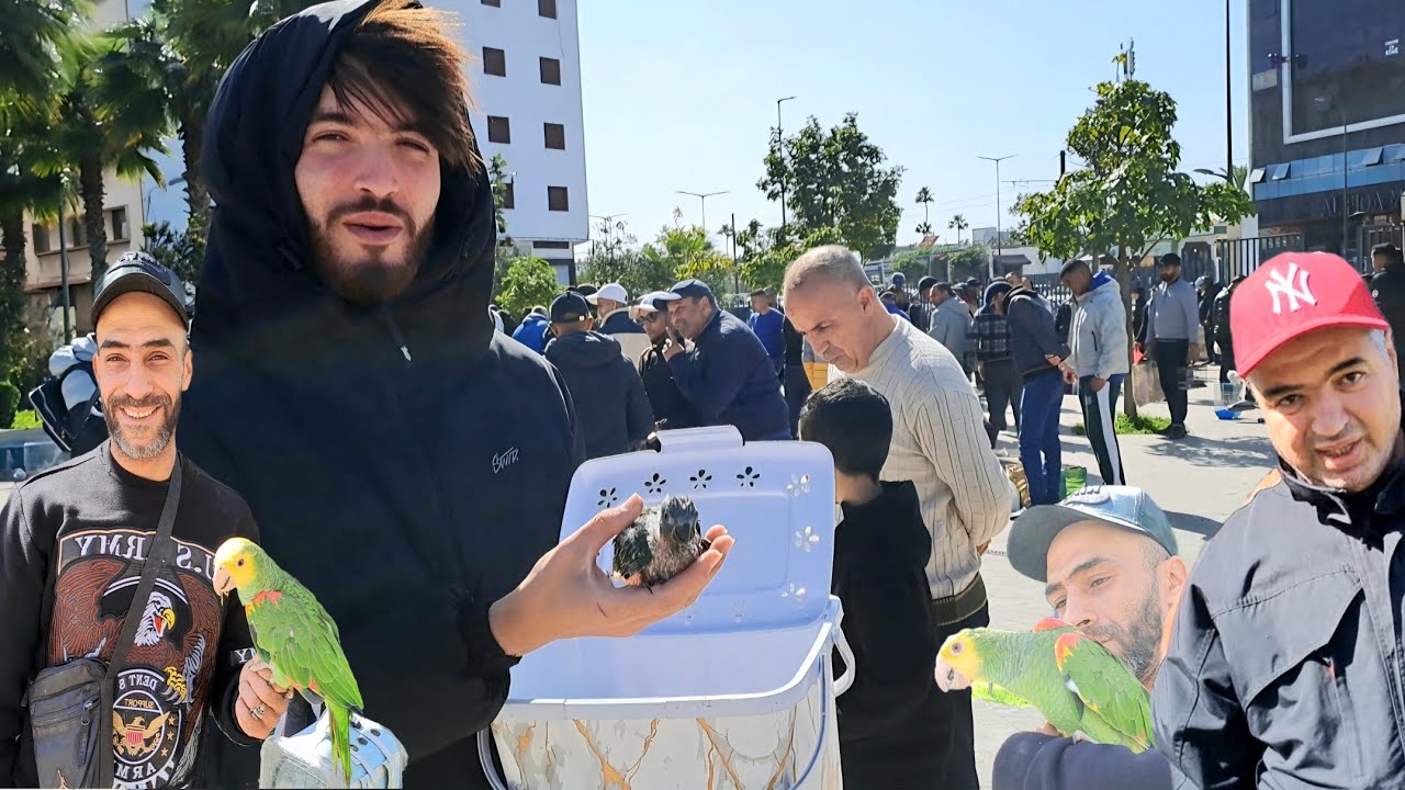 سوق الطيور والحيوانات بالدار البيضاء 🇲🇦اليوم الأحد 2026/2/15 ....