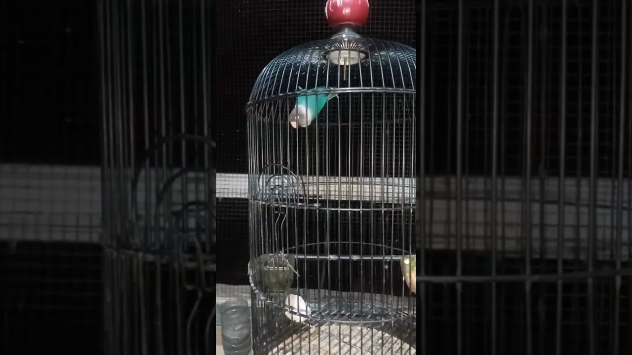 ASSE LOVEBIRD sedang live sekarang!