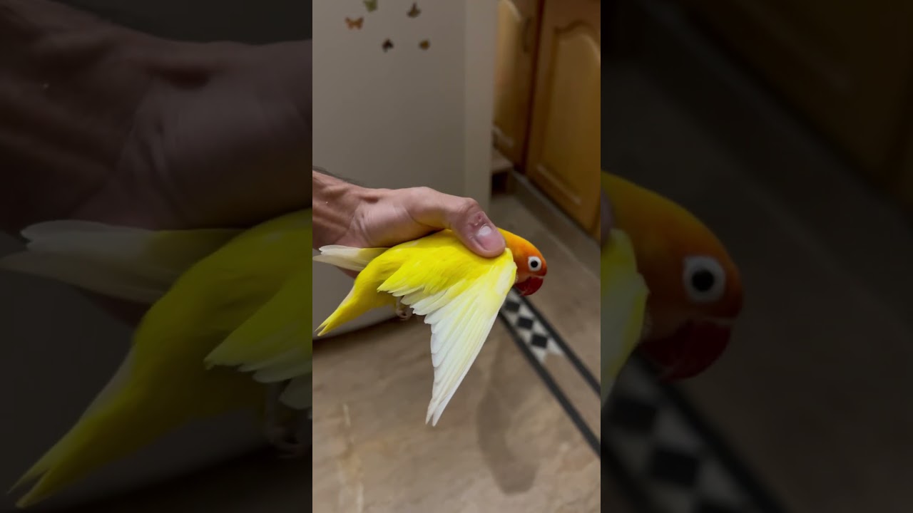 Lovebirds Lutino Mutation 