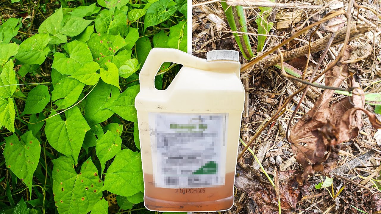 Cheap Weed Killer That DESTROYS Weeds FAST without Killing the Lawn!