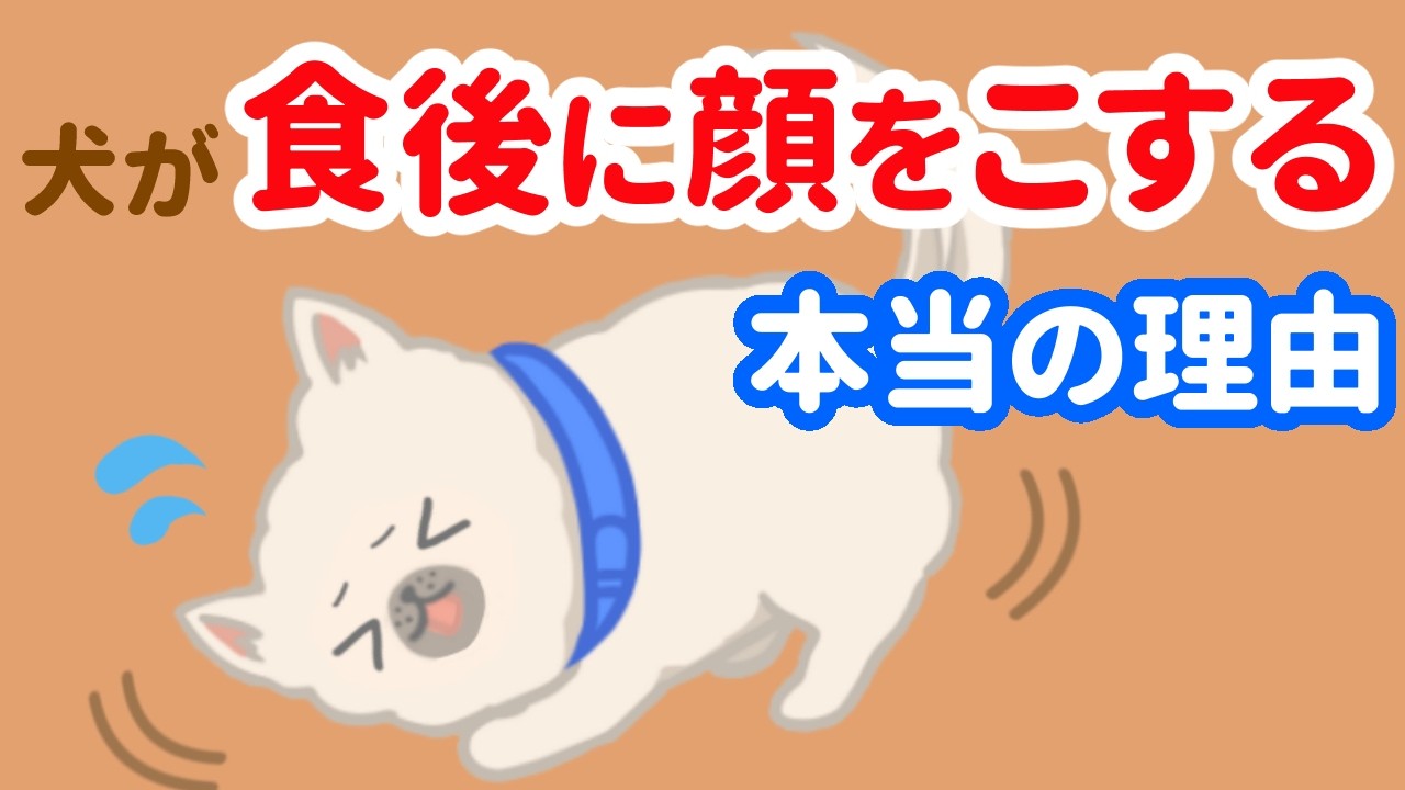 【知ってた？】犬の食後の顔スリスリ、口拭きじゃなかった！見逃すと危険なサインも！