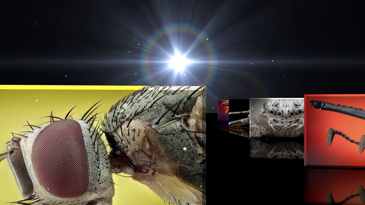 Macro extremo por Javier Rup&eacute;rez [1&ordm; video 2019]