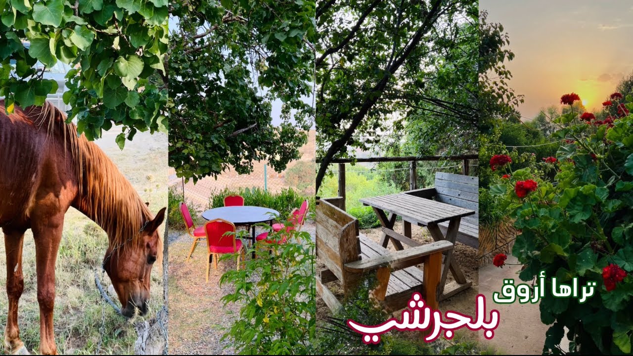 كيف اقضي ٤ ايام في الباحة,  فعاليات و اماكن لطيفة 🌿♥️