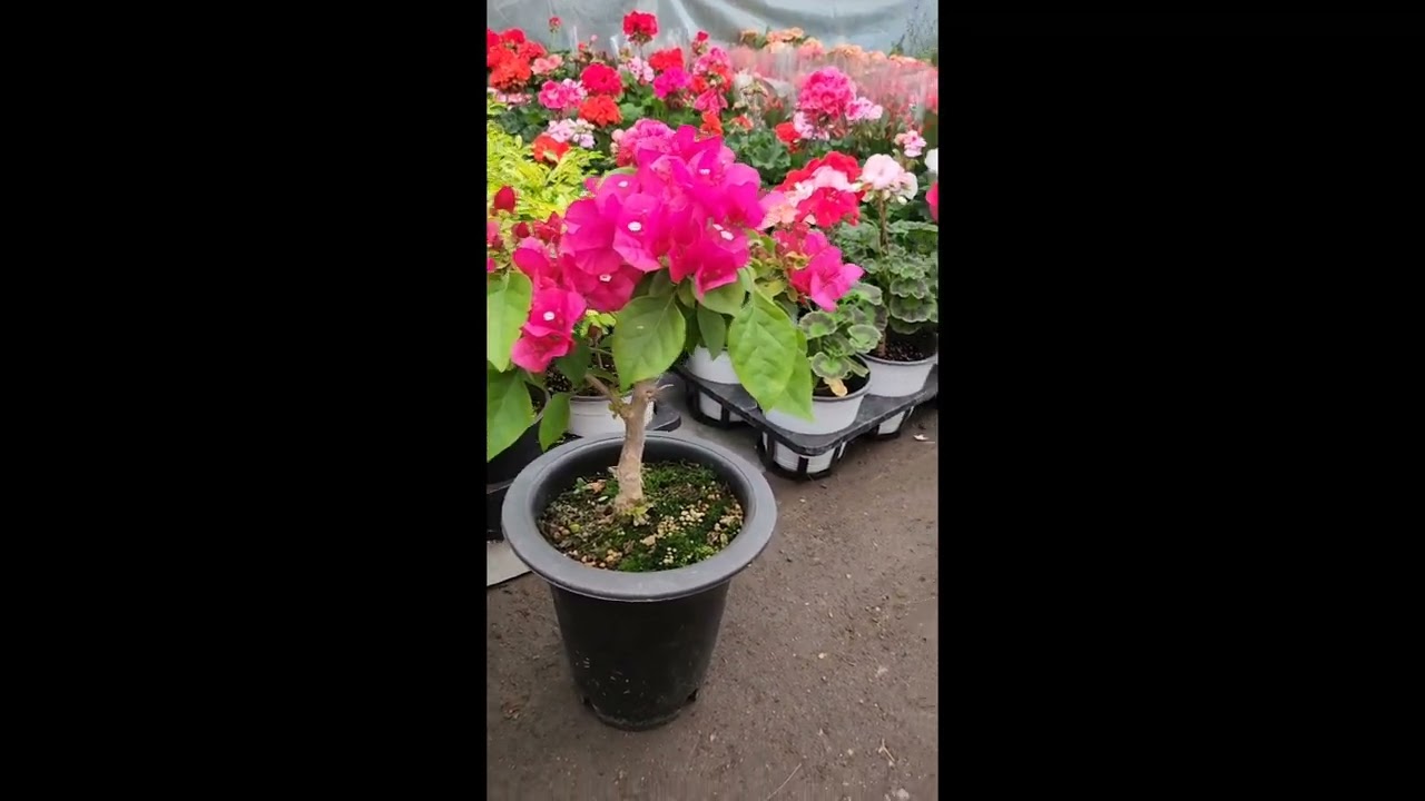 부겐베리아 화이트 핑크 오렌지 붉은색 