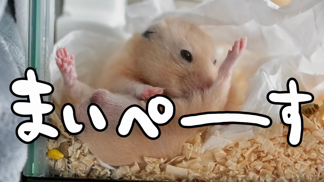 【5月】はげちゃったでち【キンクマ】#9