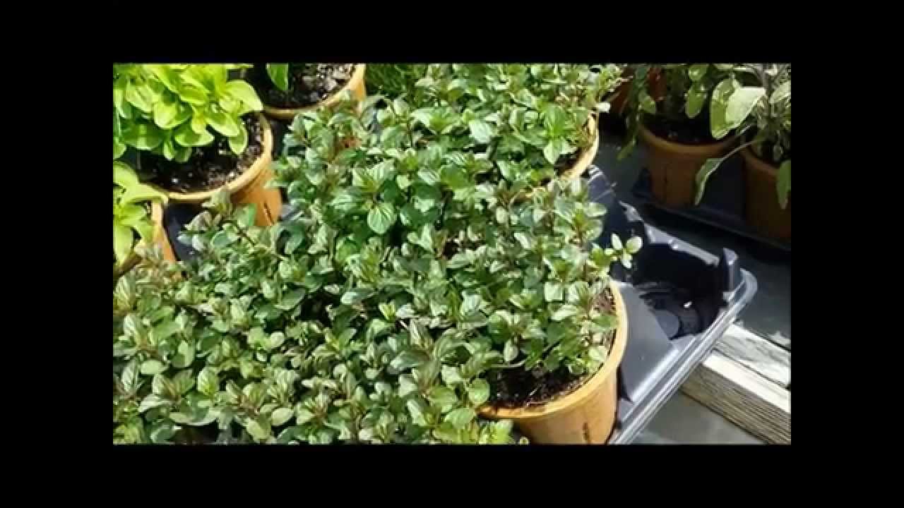 Best Herbs - Chocolate Mint