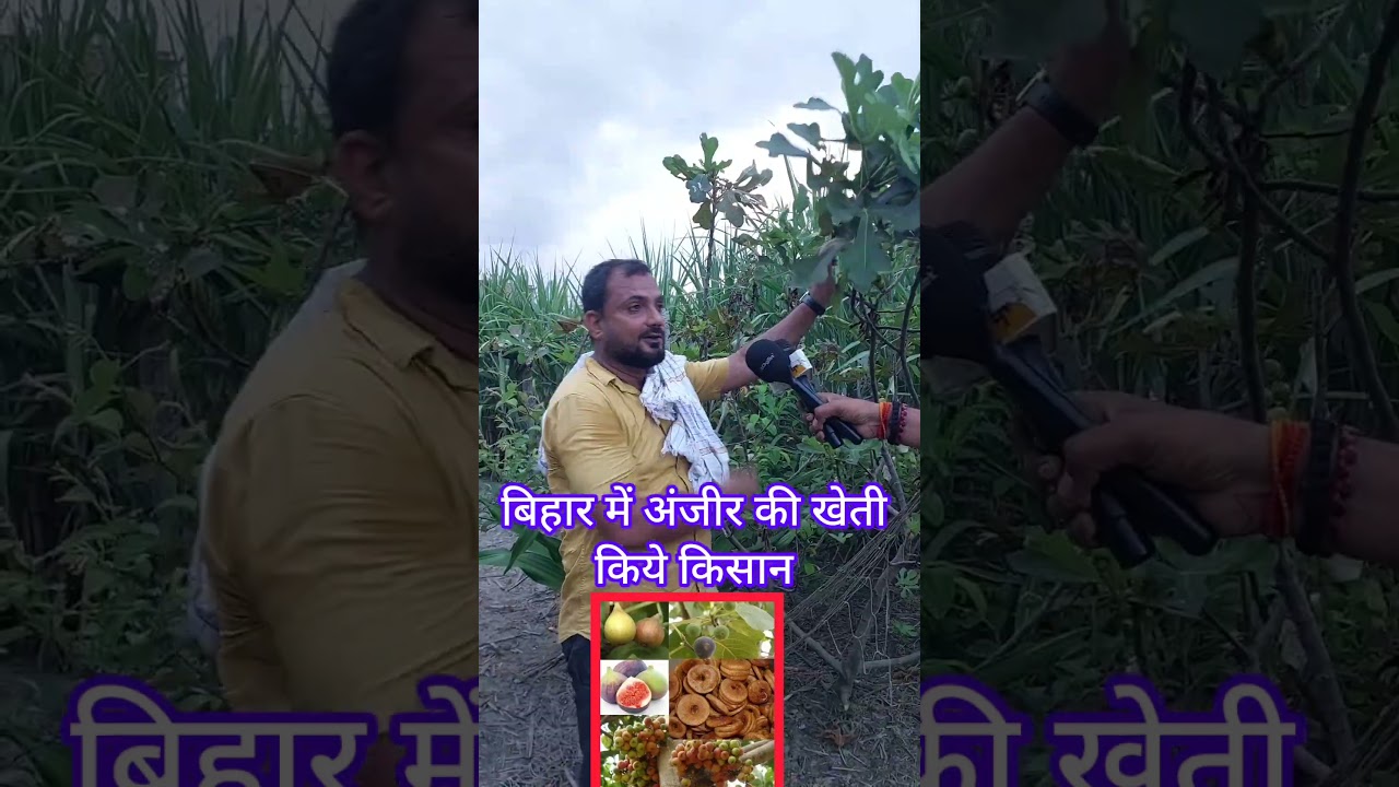 । बिहार में अंजीर की खेती किये किसान । #अंजीर_की_खेती #BiharFarming  #ModernFarming #Agriculture