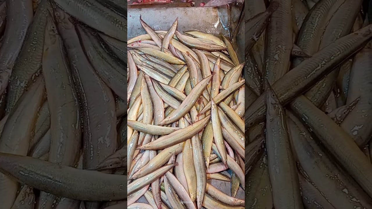 Magura fish magura  | fishing #fishing #shorts #short #viral #youtubeshorts #trending #youtube