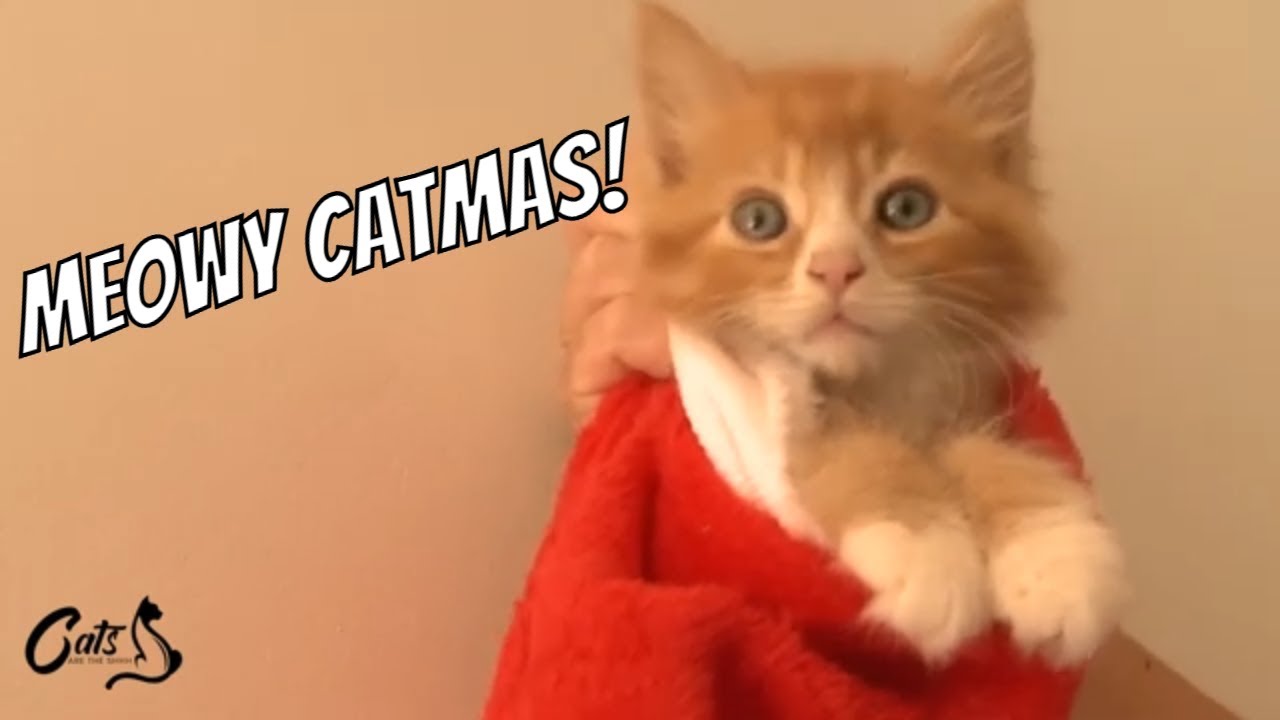 Holiday Cat Ideas