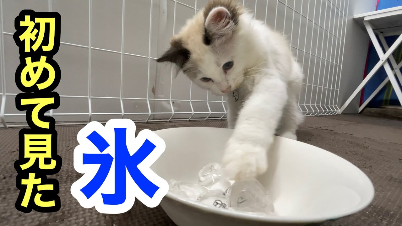 初めて氷を見た子猫の反応の隣で野獣化してるラブラドールレトリバー