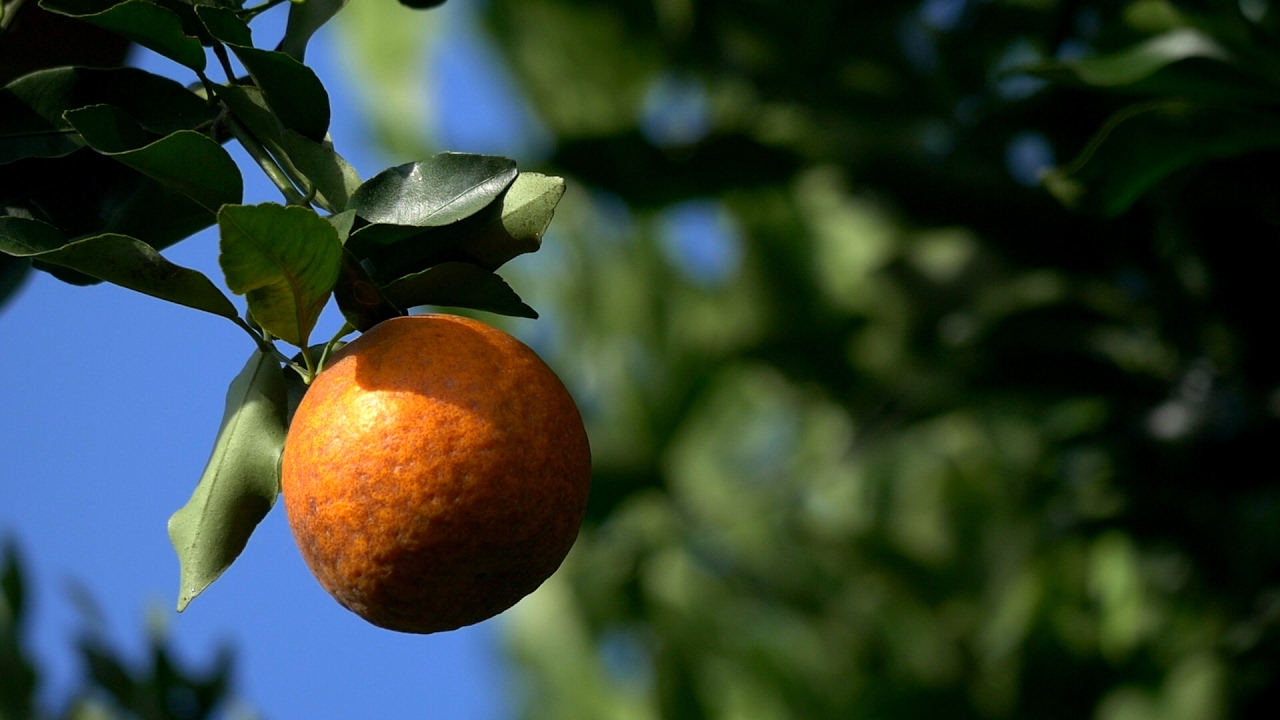 Cultivo de la Mandarina, Una “Gloria” en Valparaíso - TvAgro por Juan Gonzalo Angel