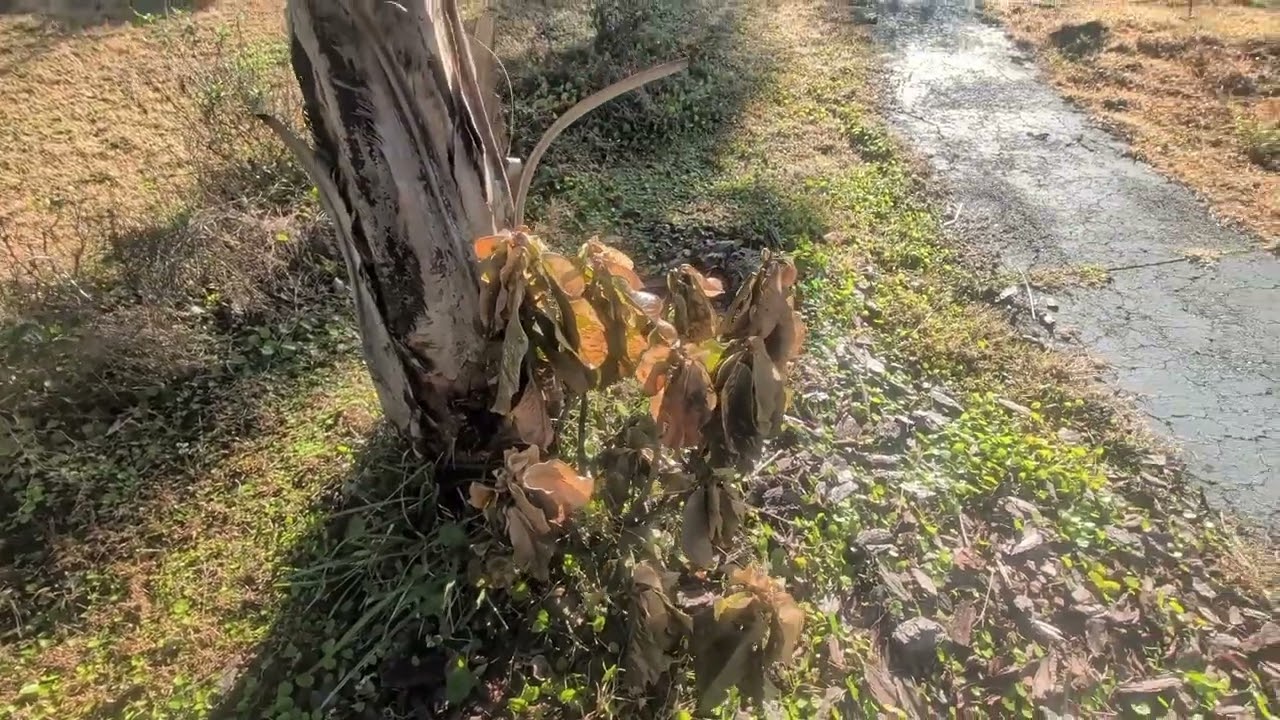 Florida Freeze - Garden Losses and Recovery