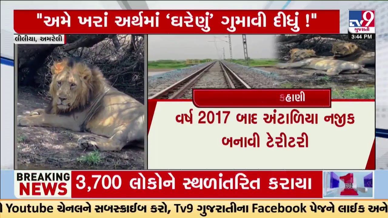Liliya range Lion dies after train hit; locals saddened by loss of 'BHAGAT' | Amreli | TV9Gujarati