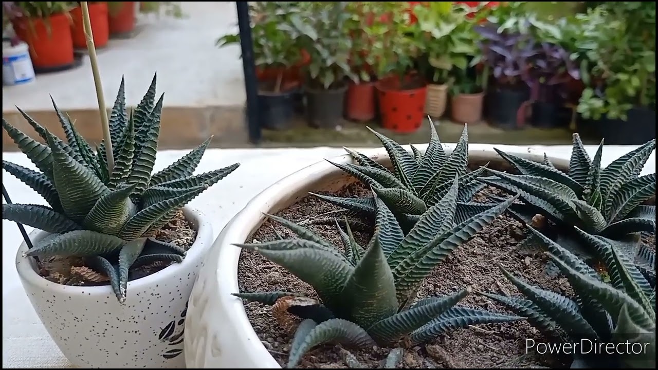 Haworthia - Easy to grow beautiful succulent//Right potting soil & time to buy