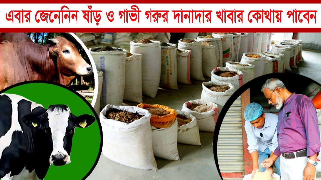 1202-এবার ষাড় ও গাভী গরুর দানাদার খাবার কোথায় পাবেন জেনেনিন - র.ই মানিক  Chitrapuri Krishichitra