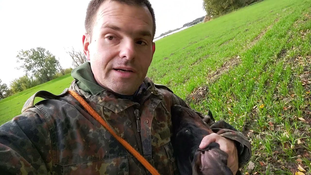 Szkolenie  Gończego Polskiego na tropowca - praca na ścieżce tropowej.