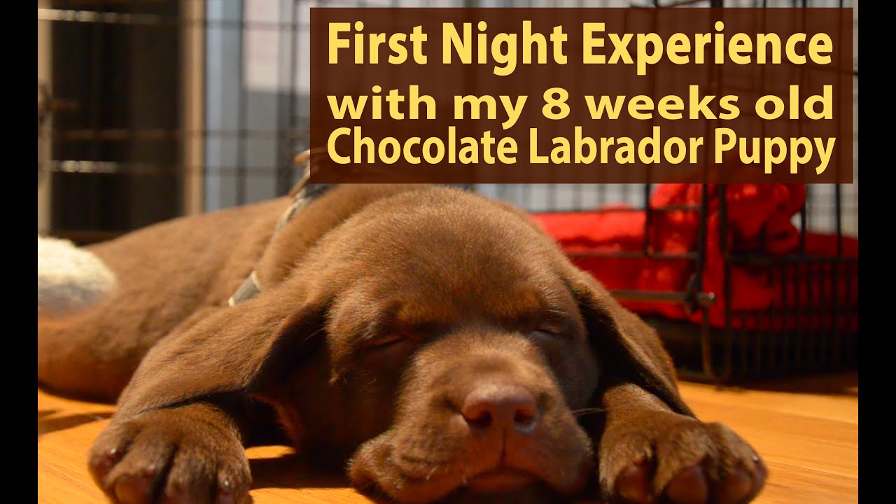 First Night Experience with my 8 weeks old Chocolate  Labrador Puppy