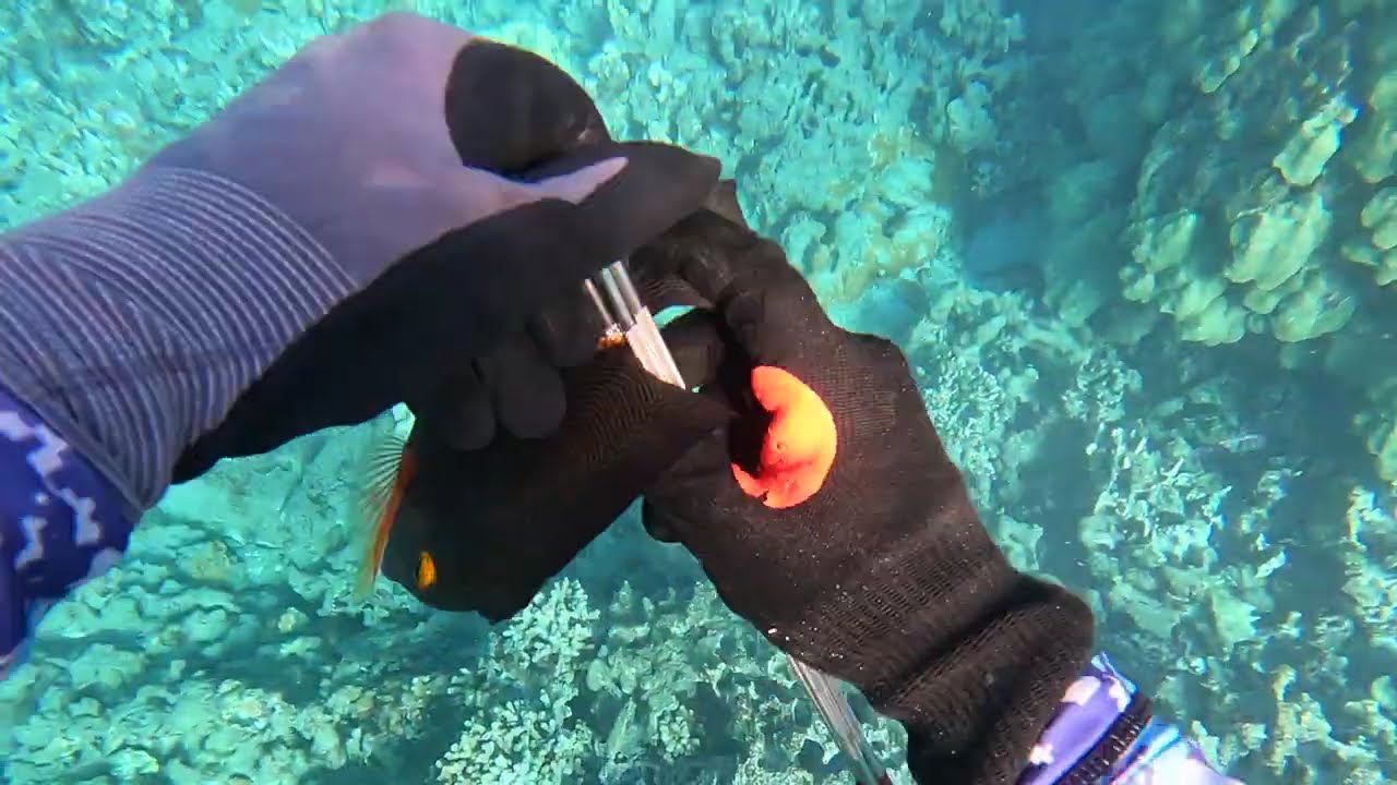 Diving for tako and kole