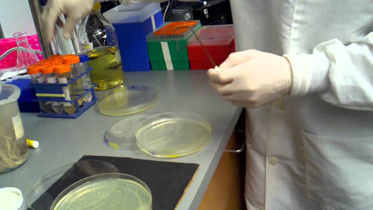 how to scrape a plate with bacterial colonies