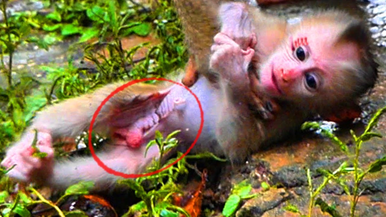 Video Interesting Adorable tiny newborn Lily tried learn Walking yourself