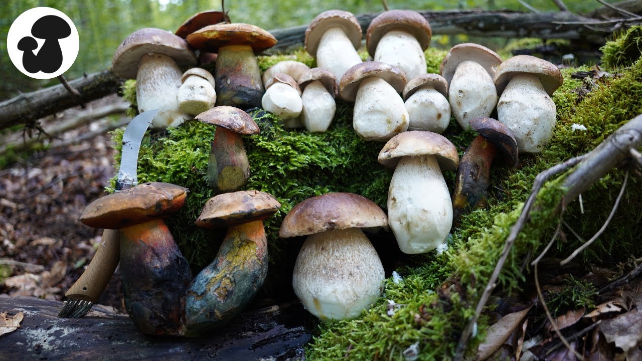 Wundersch&ouml;ne Steinpilze | Pilze sammeln mit Gl&uuml;cksgef&uuml;hlen