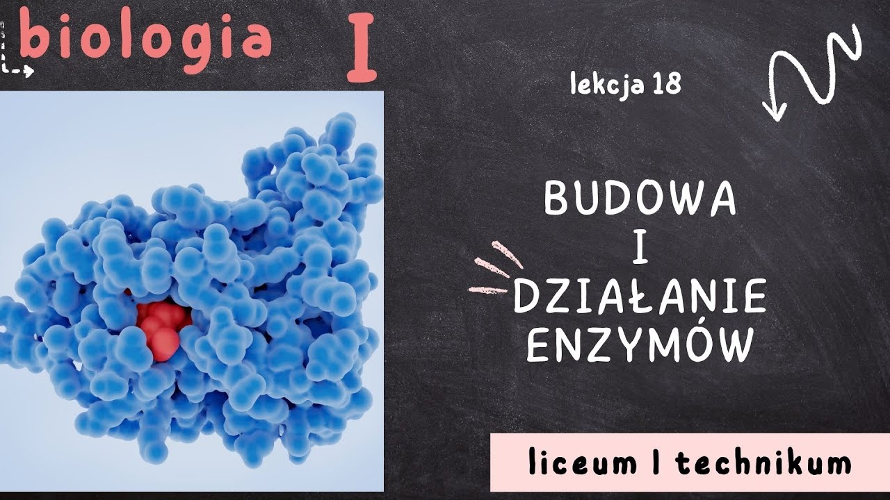 Biologia 1 LO [Lekcja 18 - Budowa i działanie enzym&oacute;w]