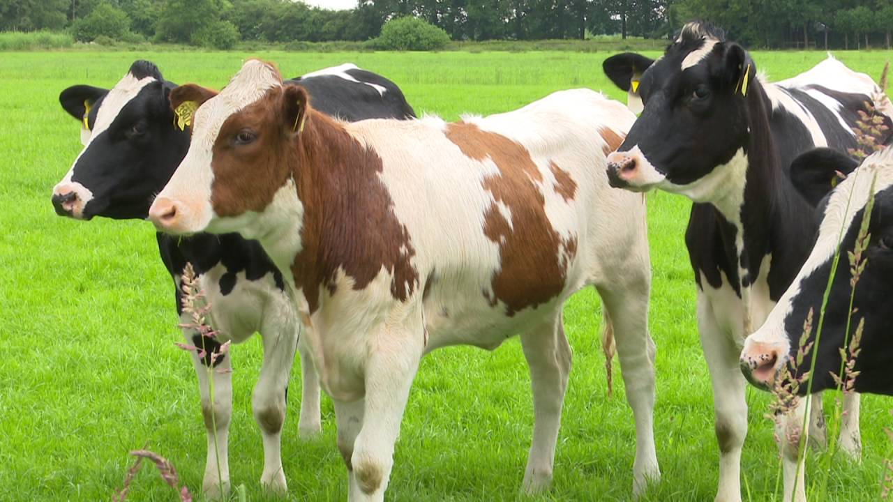 Claas Holland liefhebber Jaco de Rijk