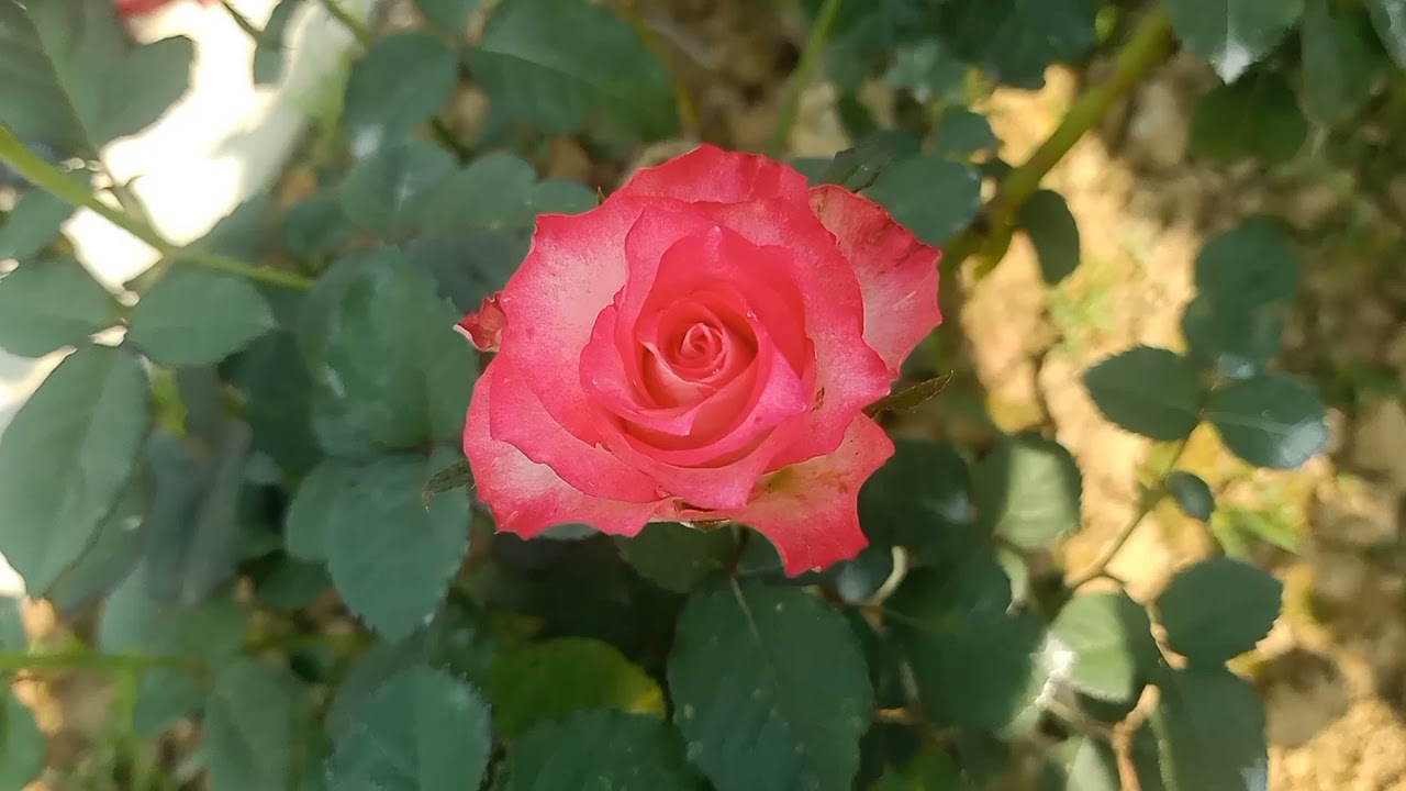 About Rose 🌹🌹🌹🌹 Dutch rose...