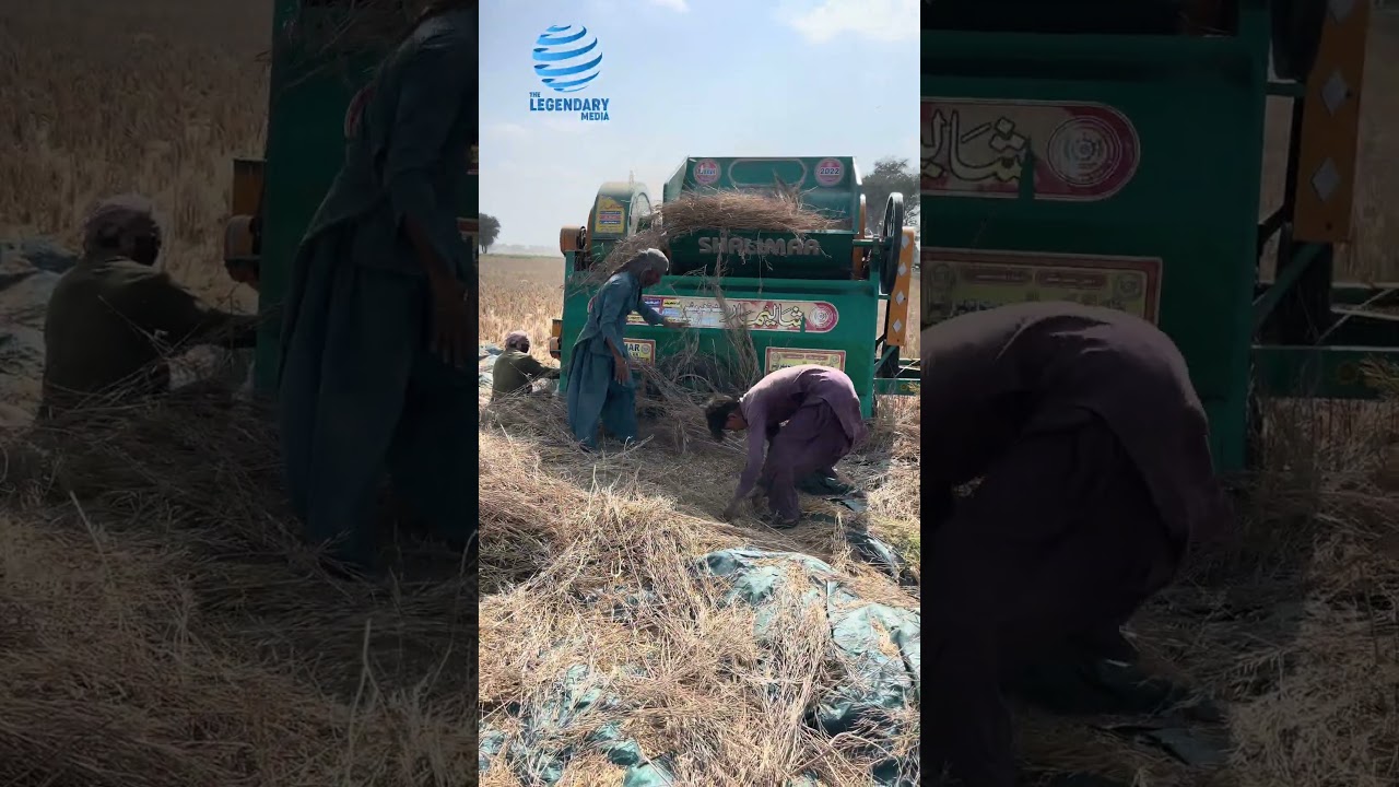 Canola Seed Harvesting For Cooking Oil With Threshing Machine