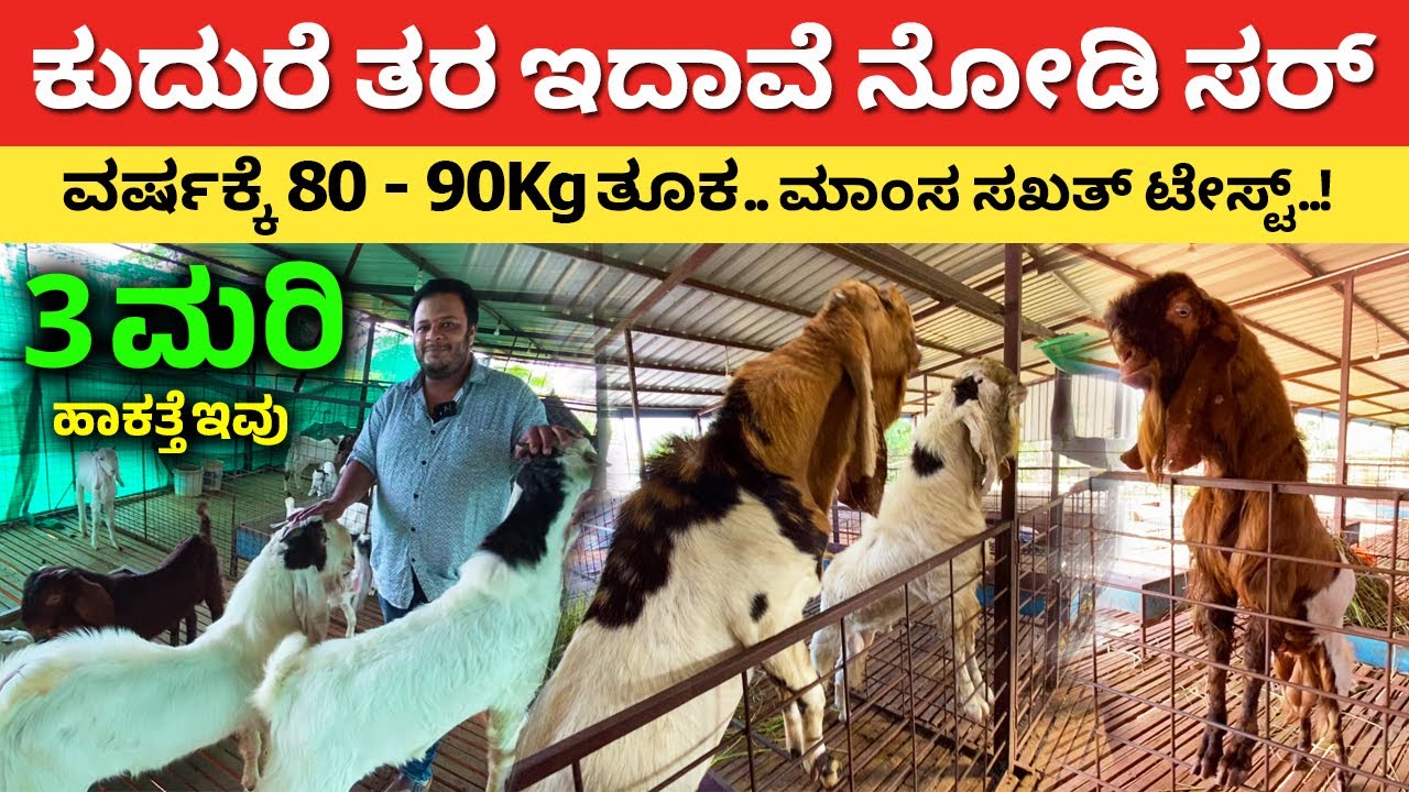 ಕುದುರೆ ತರ ಇದಾವೆ ನೋಡಿ ಸರ್ Goat Farming in Karnataka Farming Business Ideas Kannada goat farm #kannada