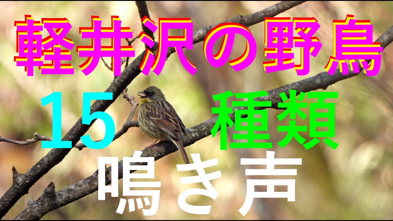 「軽井沢野鳥の森」15種類の鳥たちの鳴き声　4K