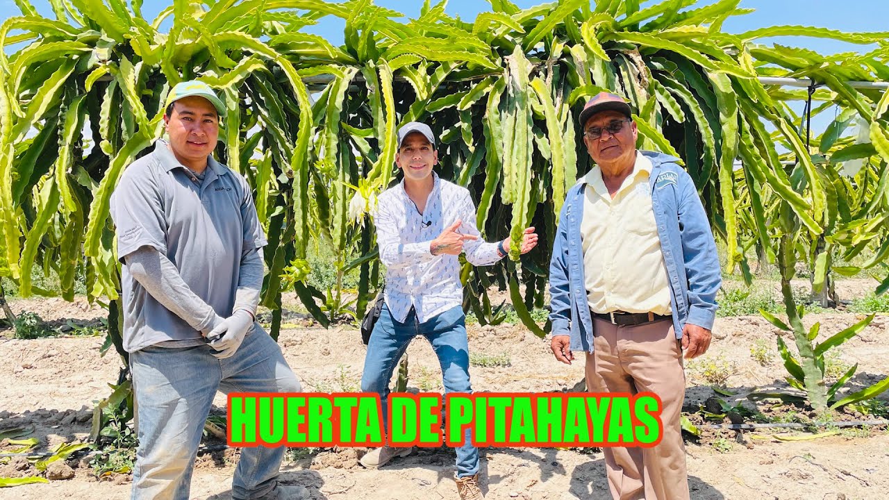 Cultivo de PITAHAYAS ¿Rentable? | Variedad Pulpa Blanca y Pulpa Roja (Hylocereus Ocamponis, Undatus)
