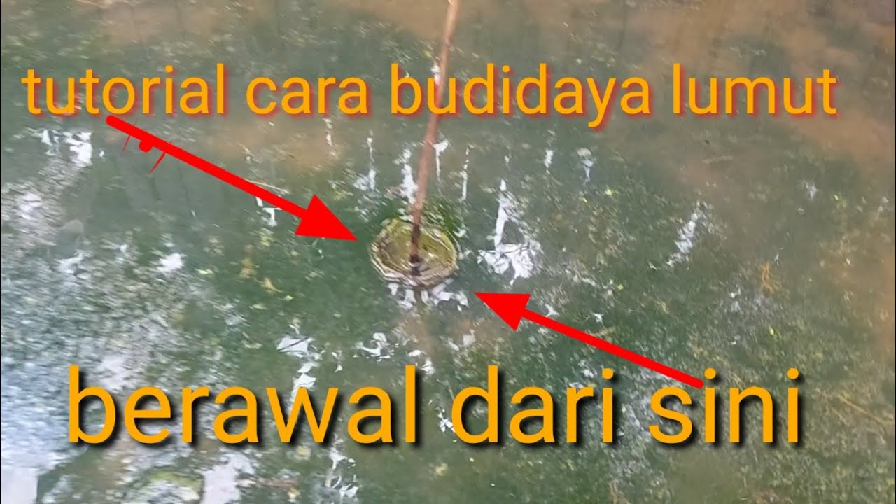 proses dari awal cara budi daya lumut yang sangat mudah
