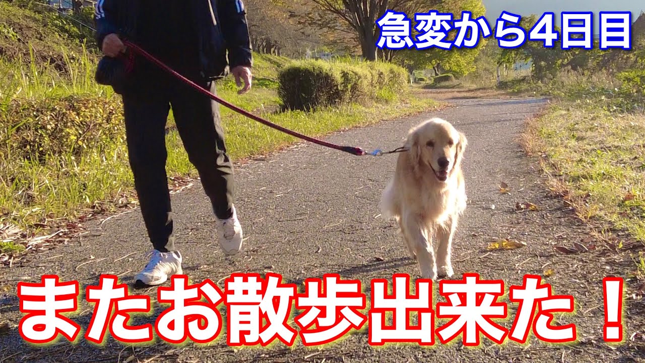 だんだん改善してきた血液検査結果。4日ぶりに軽くですがお散歩することが出来ました！【メイプル闘病記#80】