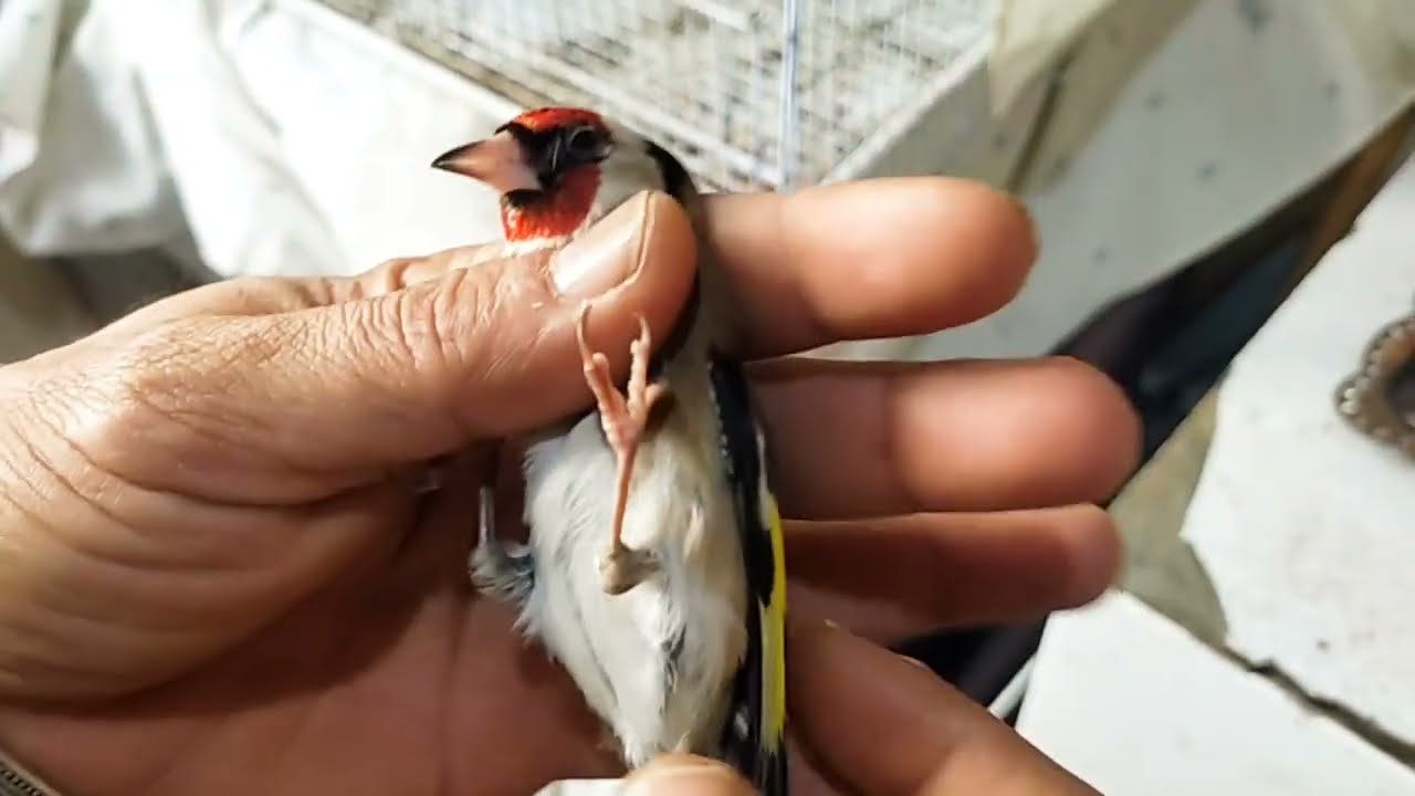 الجديد طيور الحسون للبيع قدام عندهم 10 ايام للبيع وتمن جد مناسب وكين ماجور  وتحياتي للجميع
